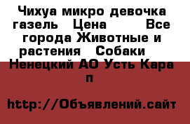 Чихуа микро девочка газель › Цена ­ 65 - Все города Животные и растения » Собаки   . Ненецкий АО,Усть-Кара п.